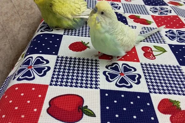 Kuş Evi Pet Shop - Resim 1